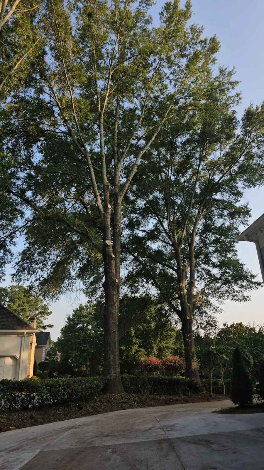 IG Tree Service project photo 4