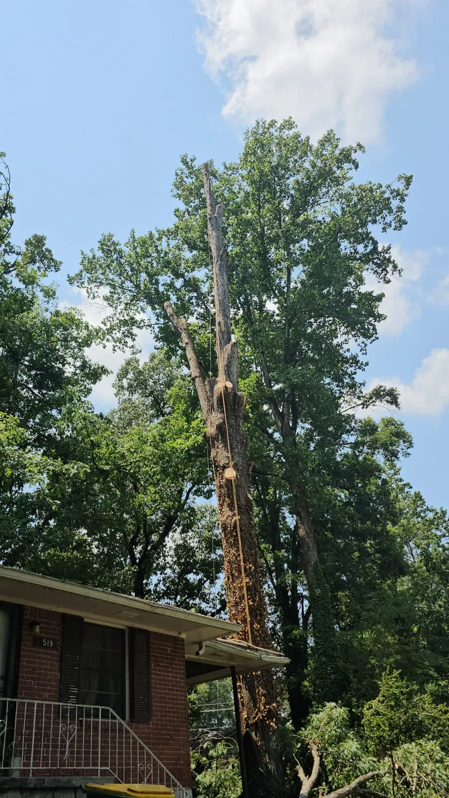 IG Tree Service project photo 6