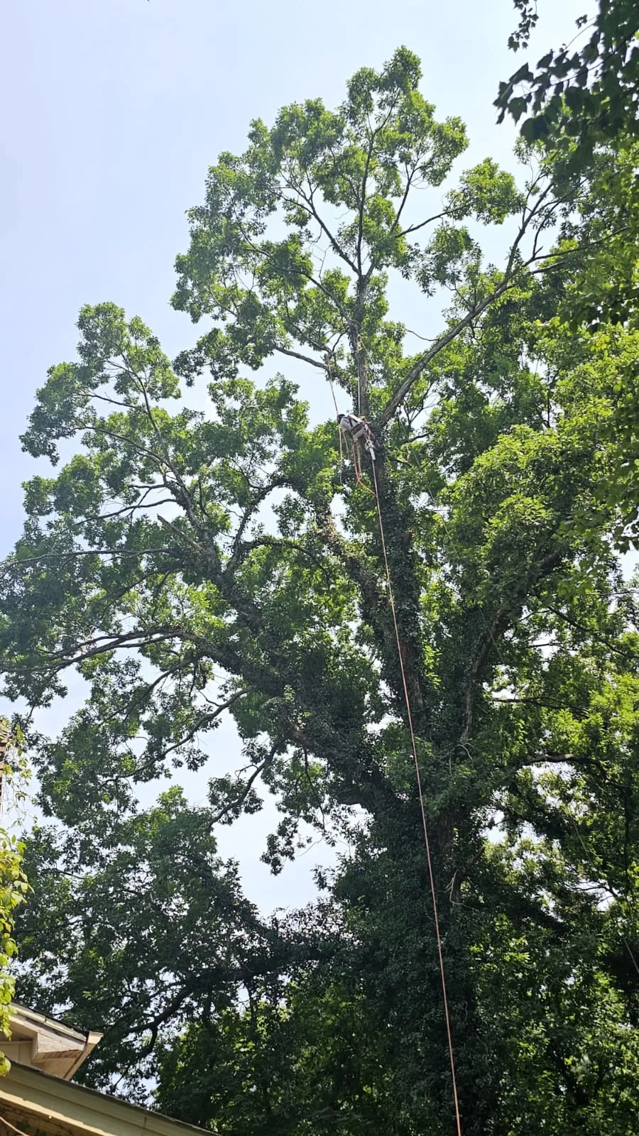 IG Tree Service project photo 7