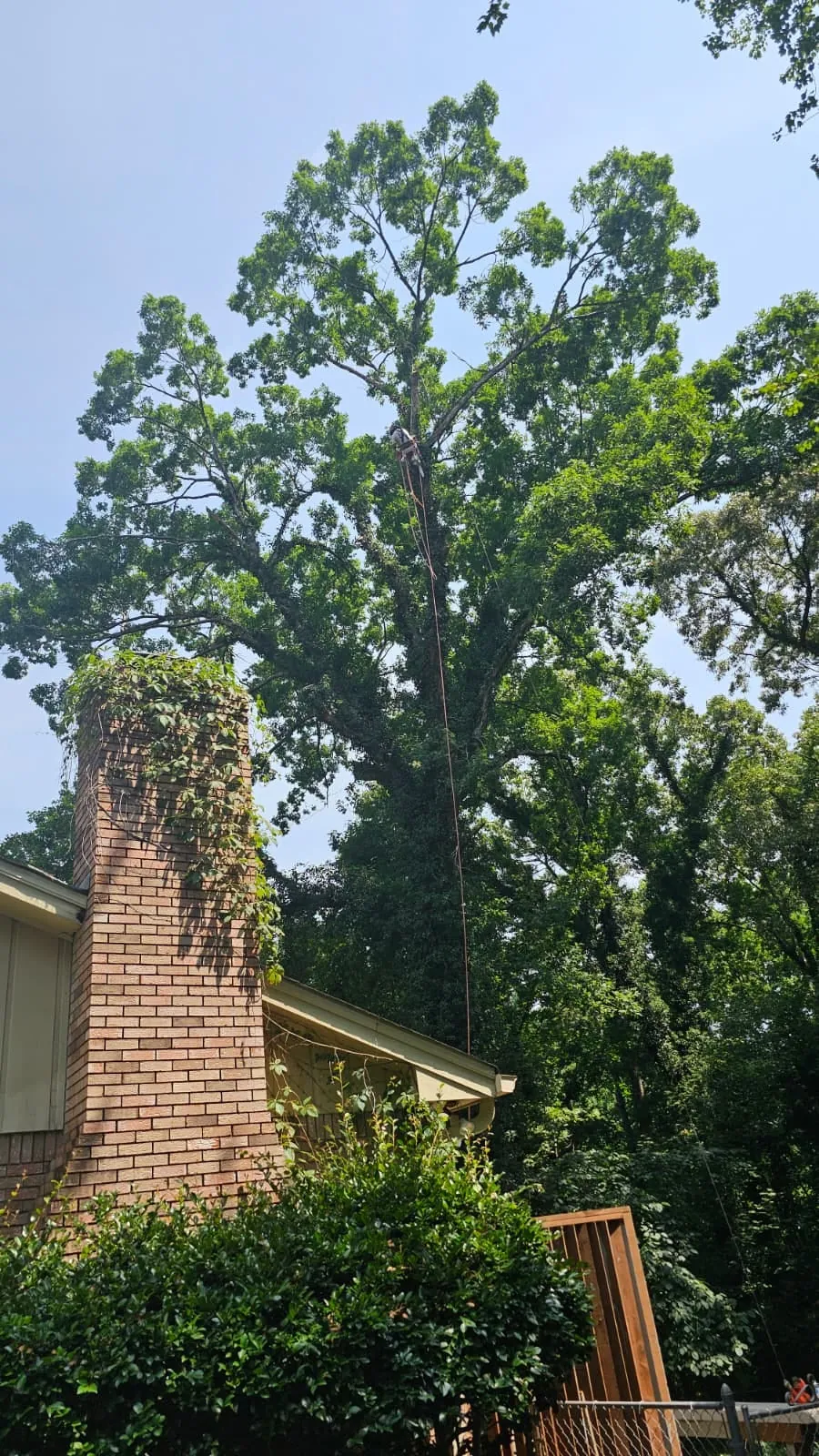 IG Tree Service project photo 9