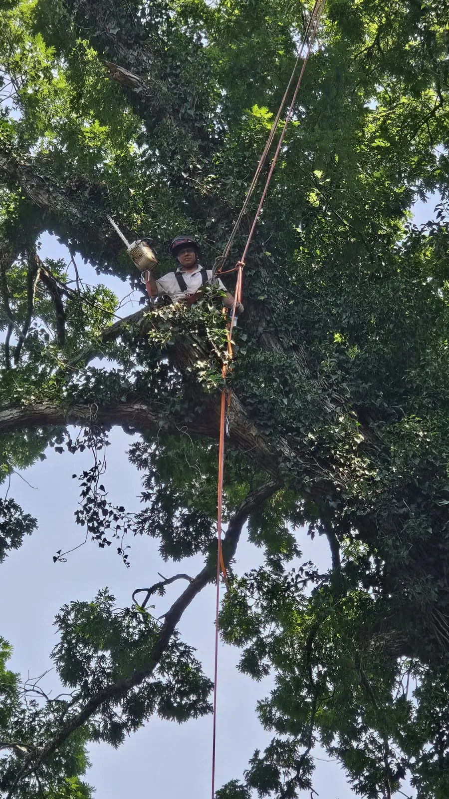 IG Tree Service project photo 10
