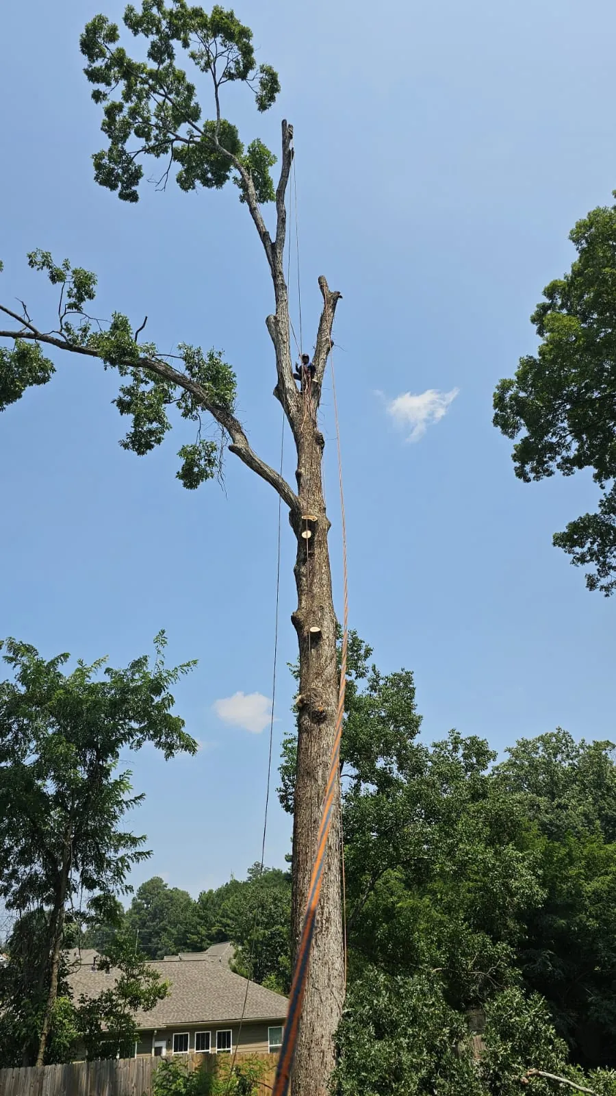IG Tree Service project photo 11