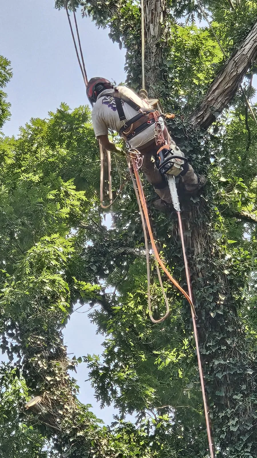IG Tree Service project photo 12