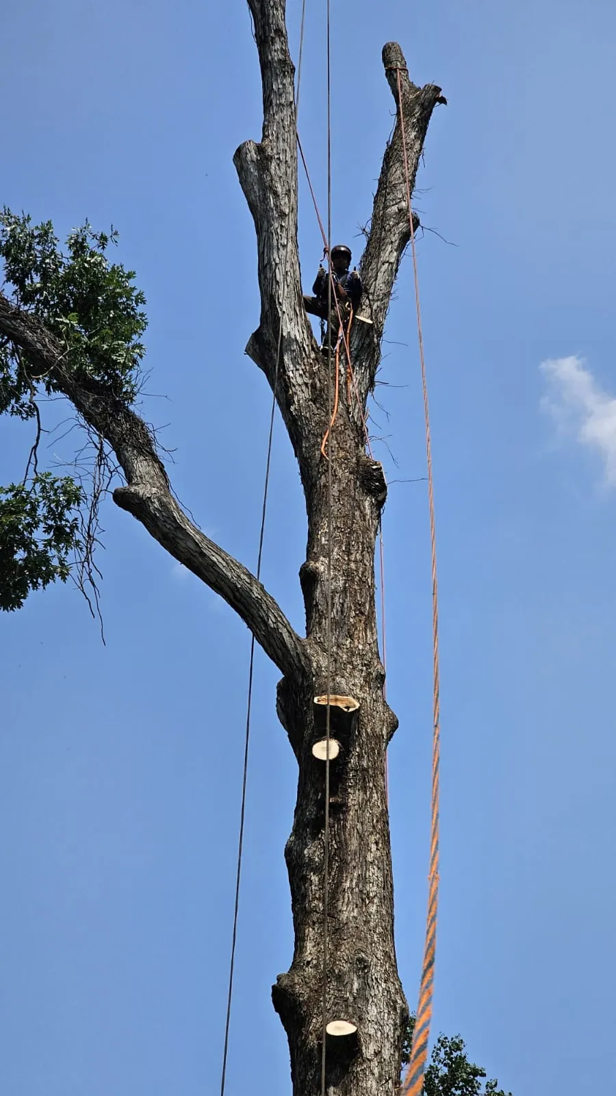 IG Tree Service project photo 14