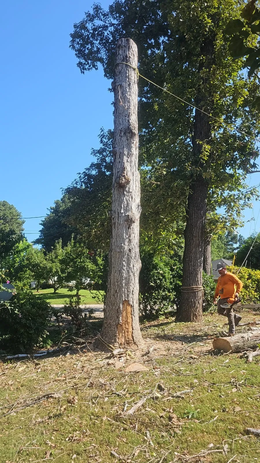 IG Tree Service project photo 16