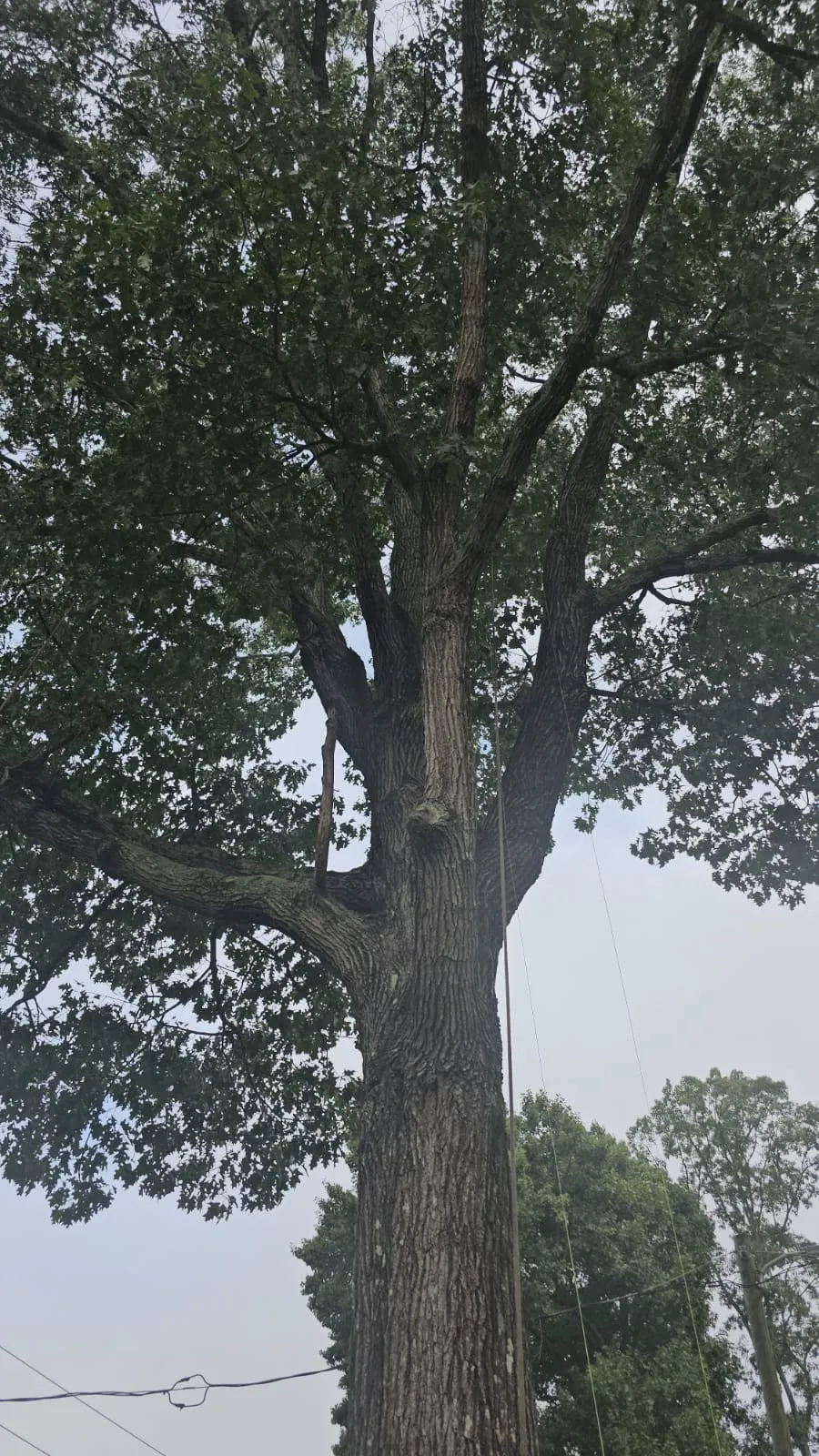 IG Tree Service project photo 18