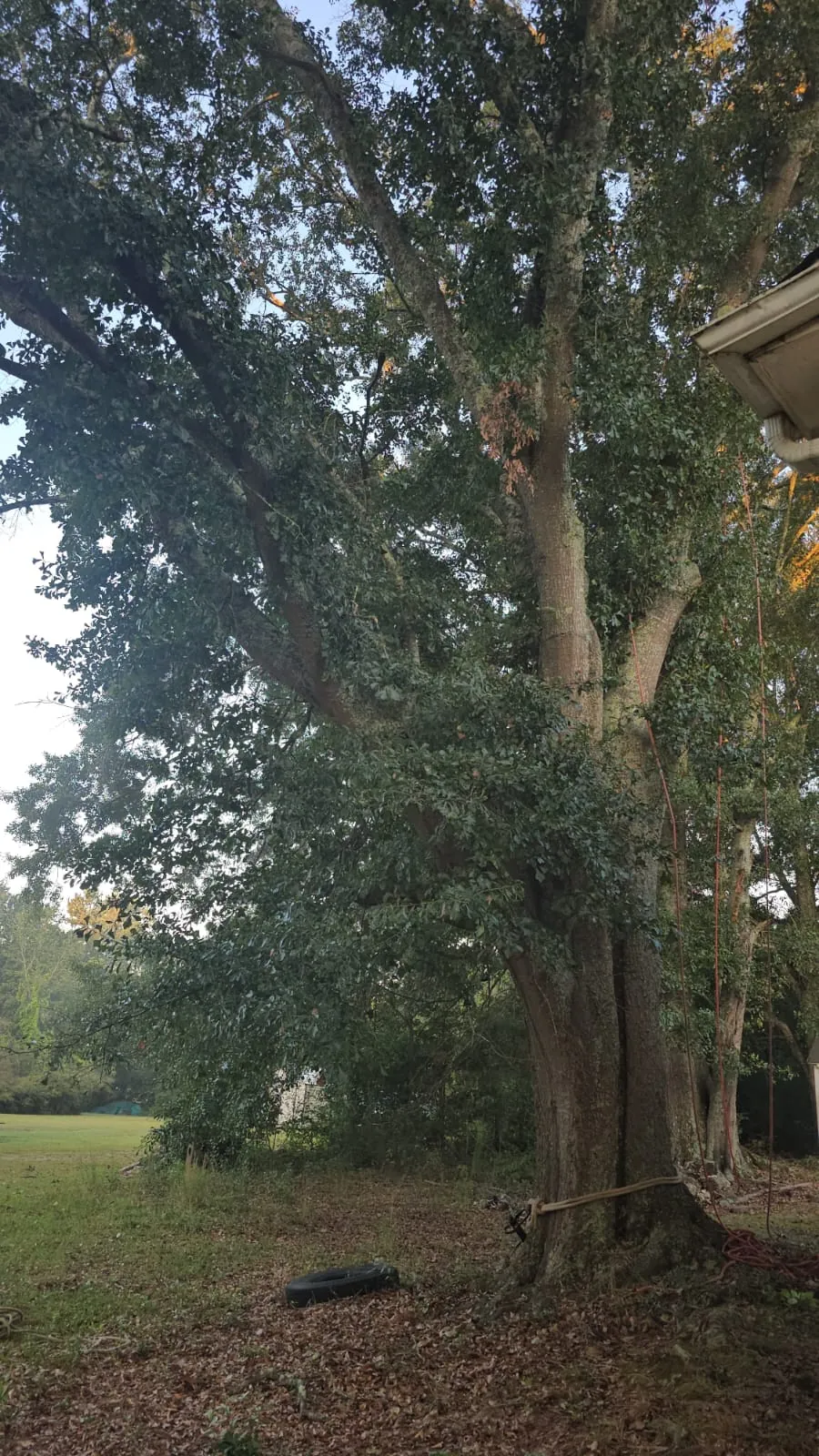 IG Tree Service project photo 19