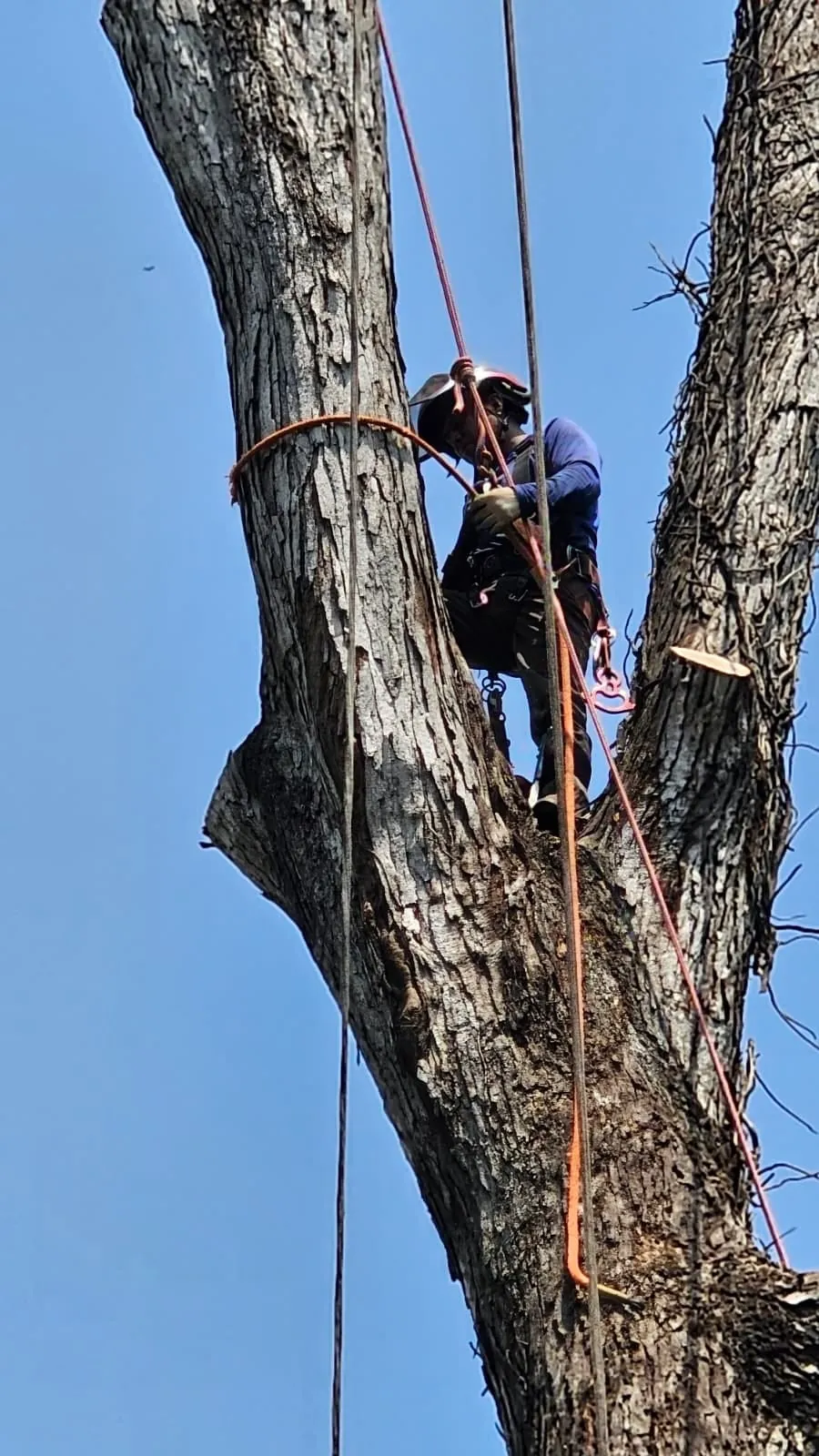 IG Tree Service project photo 21