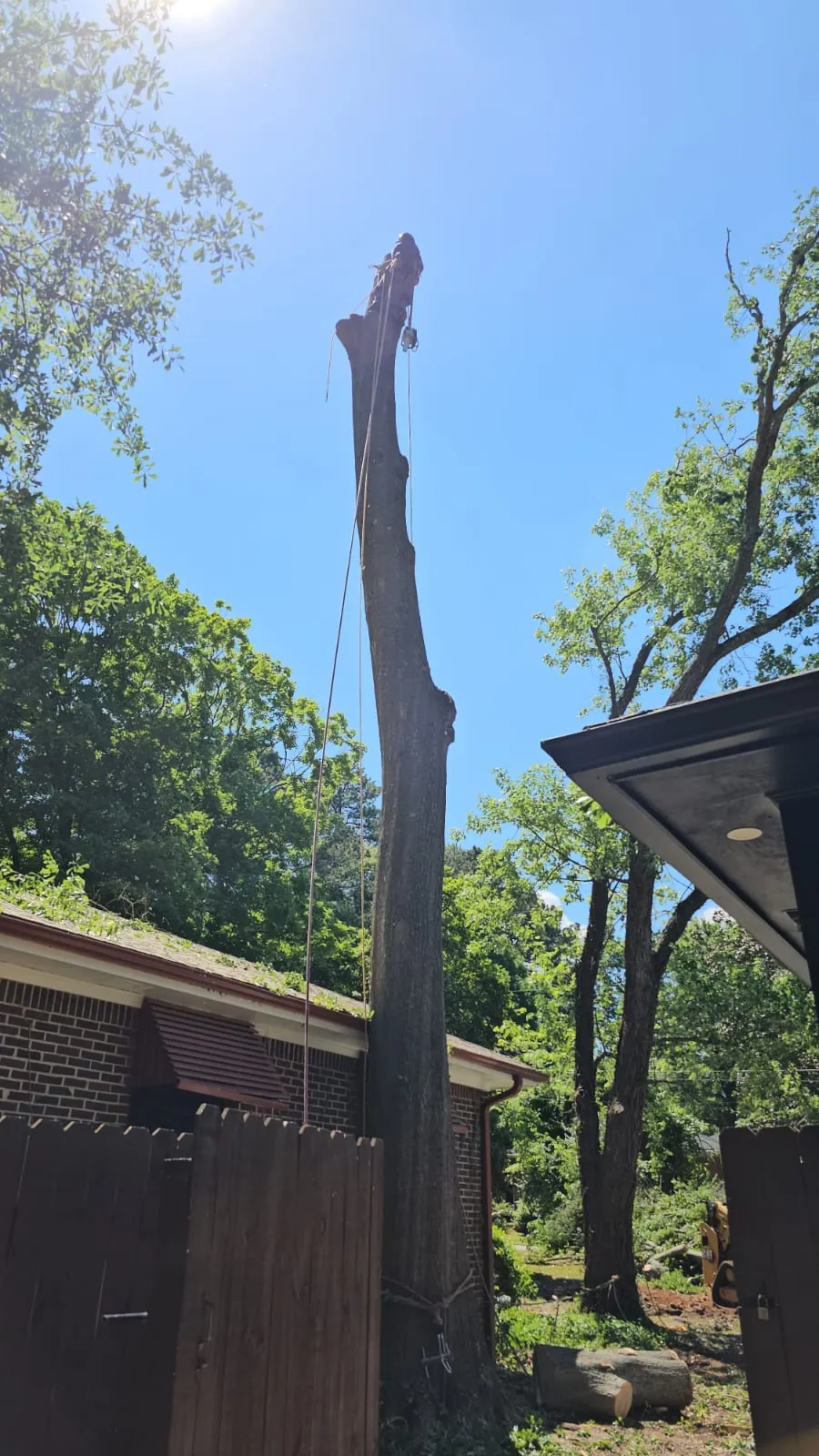 IG Tree Service project photo 23