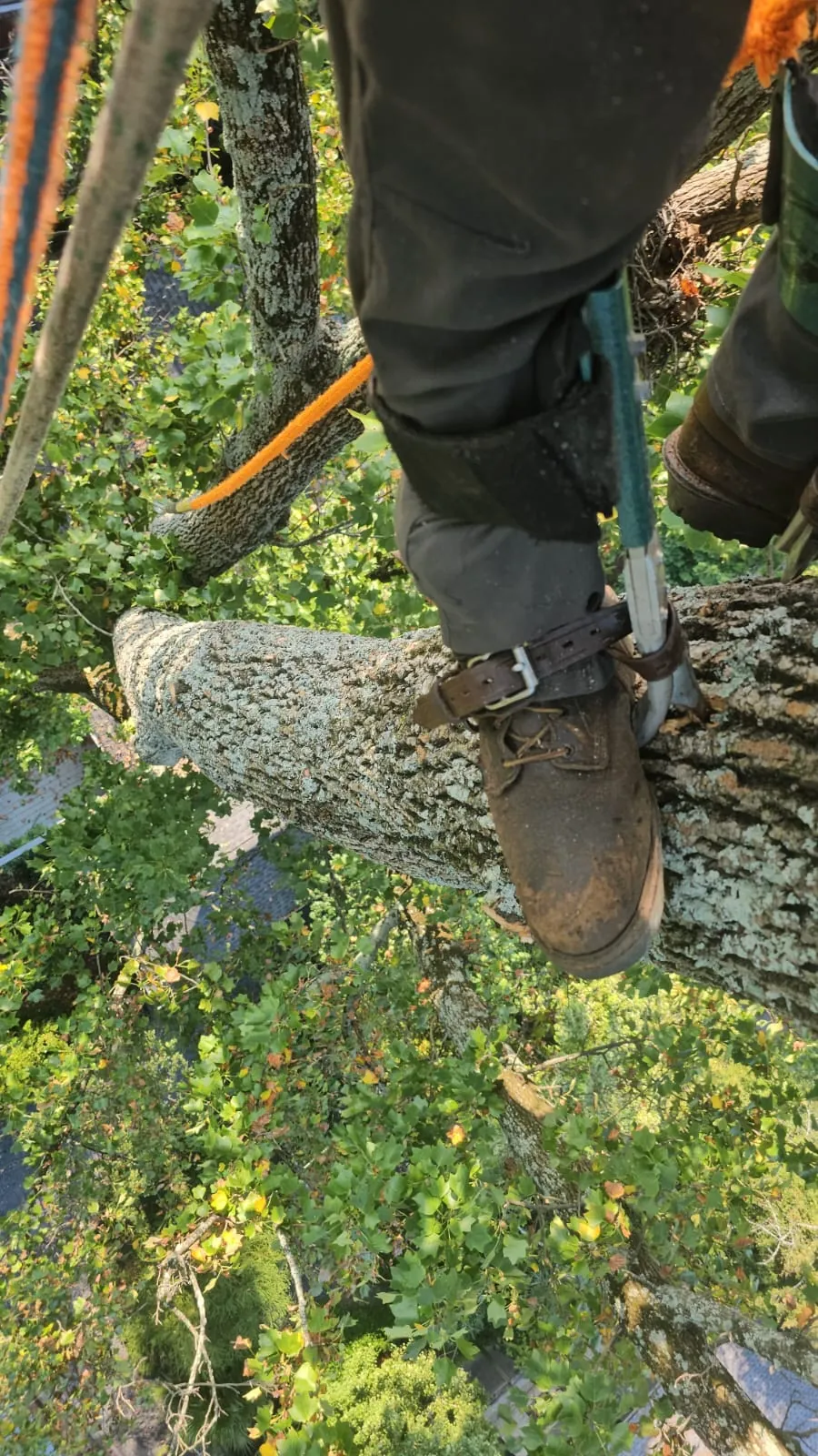 IG Tree Service project photo 24