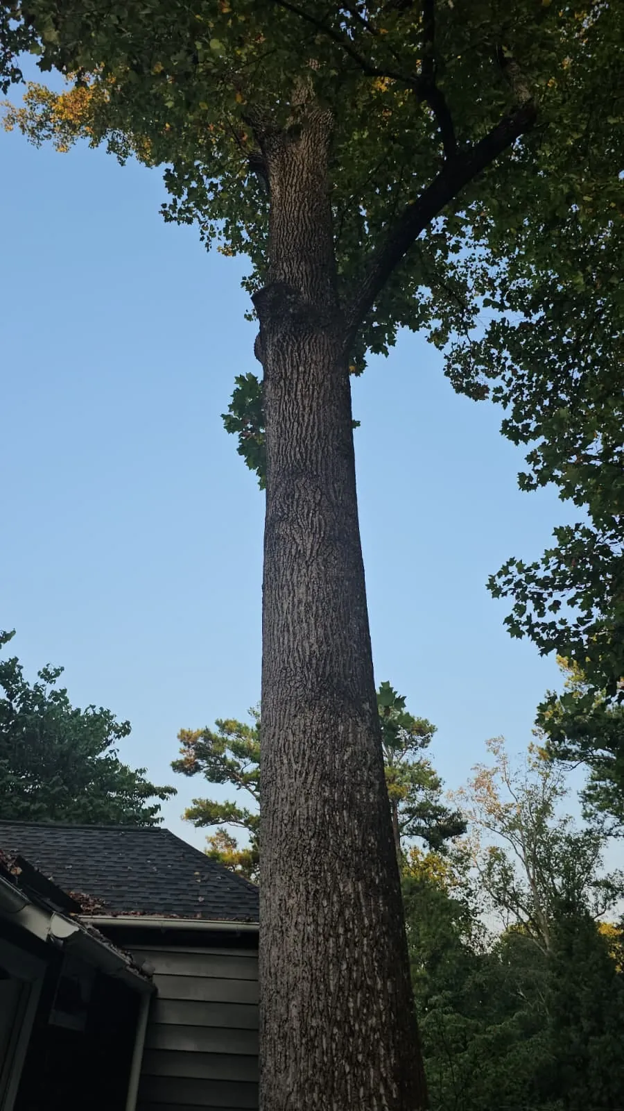 IG Tree Service project photo 25
