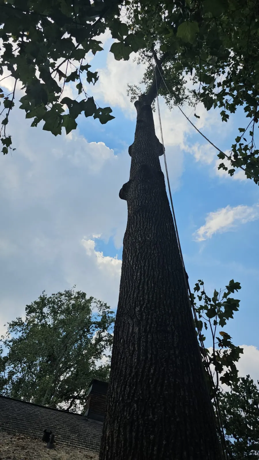 IG Tree Service project photo 28