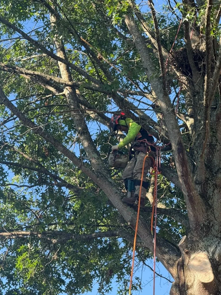 IG Tree Service worker performing tree work at height
