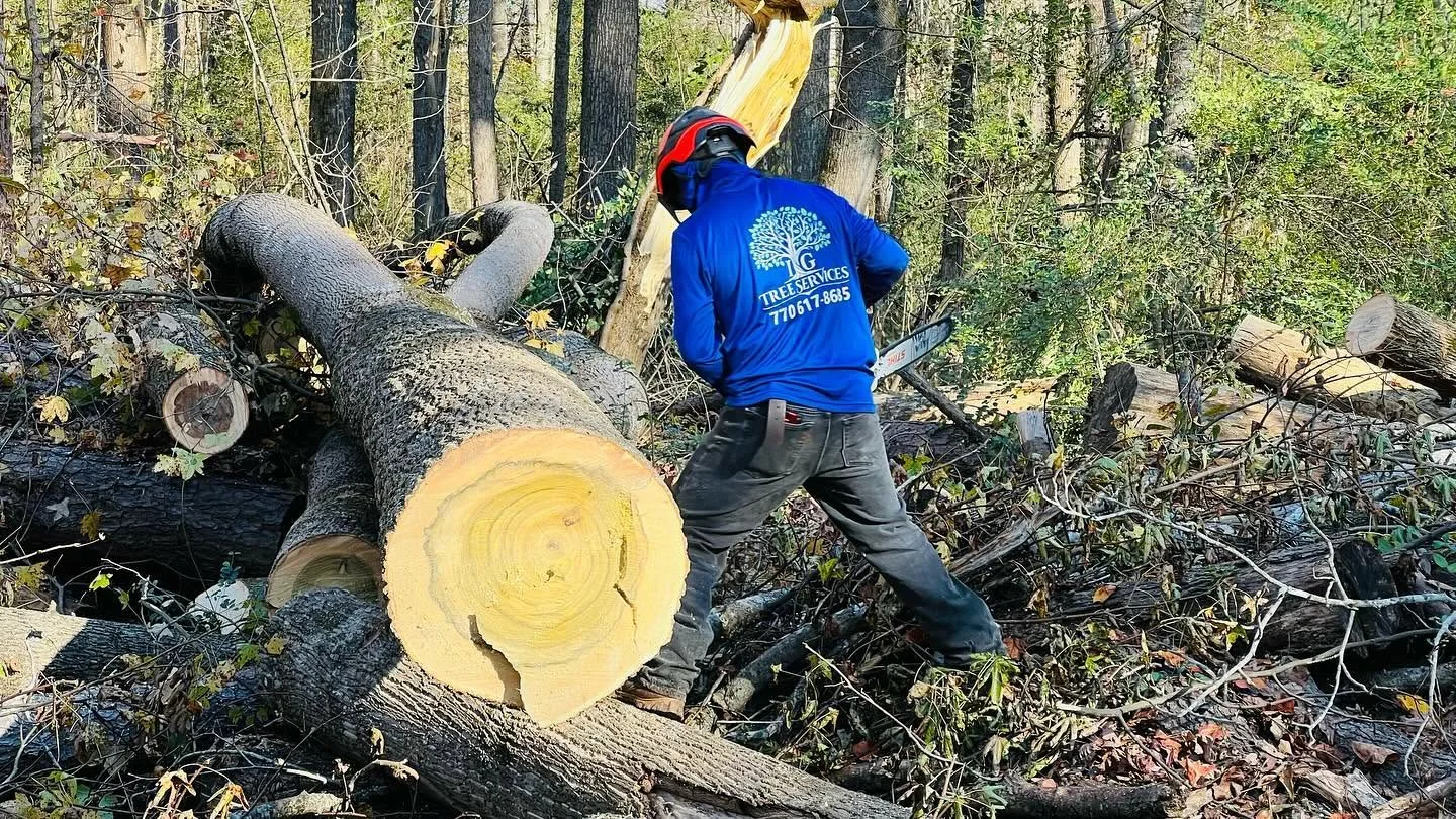 IG Tree Service worker cutting a large fallen tree section