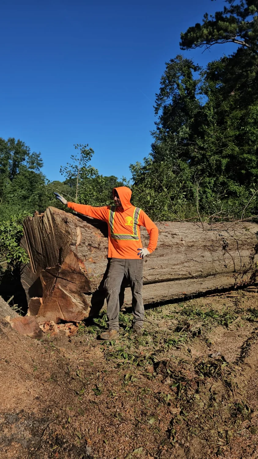 Tree Felling by IG Tree Service