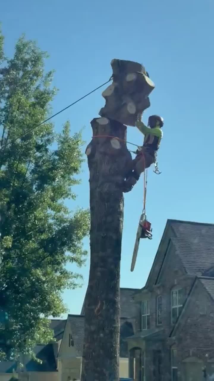 IG Tree Service work video 2