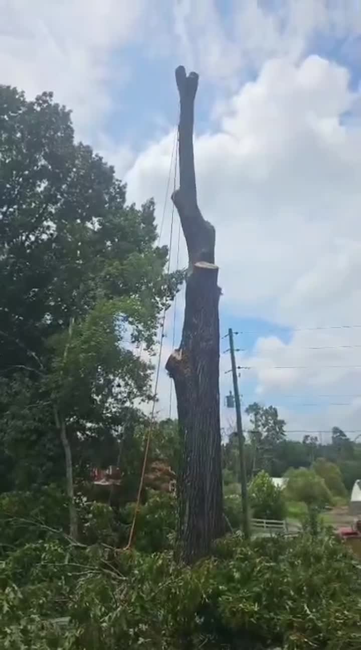 IG Tree Service work video 3