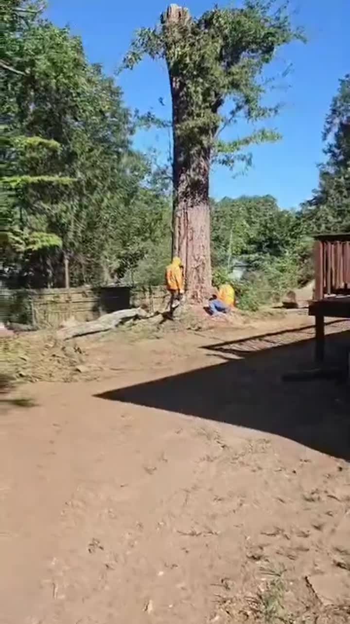 IG Tree Service work video 6